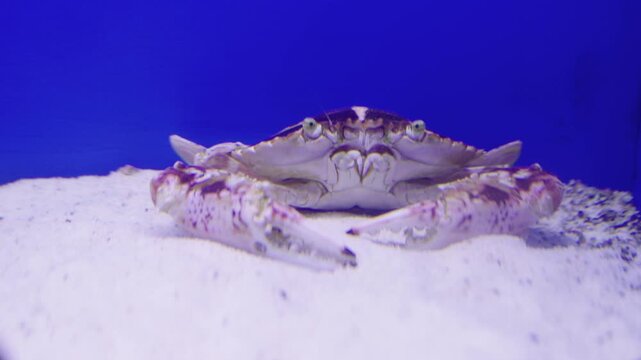 Front view of a swimming crab resting on white sand in an aquarium with a vibrant blue background. Detailed close up of the crustacean shell and claws in an underwater environment.