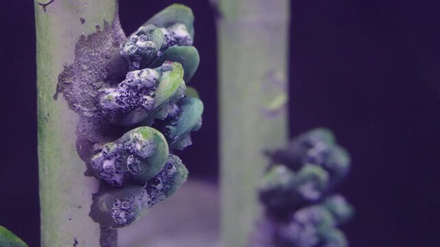 Close-up of green mussels and barnacles attached to an underwater pier piling. Marine life and biofouling on submerged structure with dark background. Detailed view of aquatic ecosystem.
