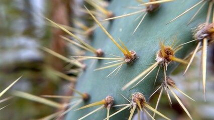 cactus close up © Otto Creative