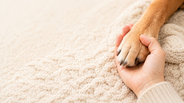 Close up of a hand gently holding a dog paw with no face visible - pet love and companionship concept banner with copy space