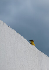 bird on a snow © SAMC
