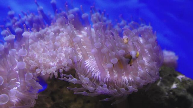 Close-up shot of pink bubble-tip anemone tentacles in a saltwater aquarium. Vibrant marine life with clownfish in the deep blue background. Beautiful underwater coral reef scenery.