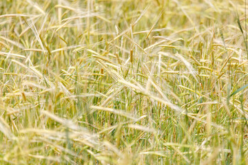 Obraz premium Golden wheat stalks sway gently in a sunlit field