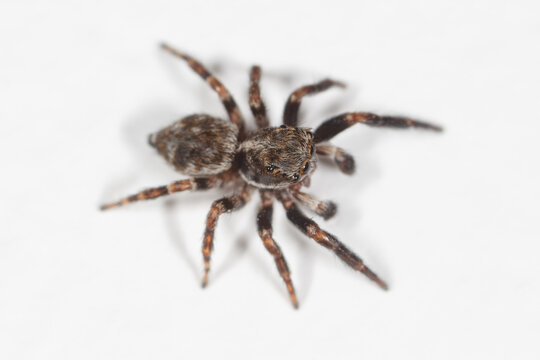 Tiny jumping spider on clean white background