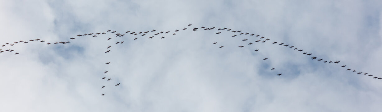 Large flock of birds flies across soft white clouds