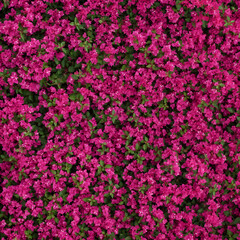 Obraz premium Vibrant Pink Bougainvillea Wall Seamless Texture