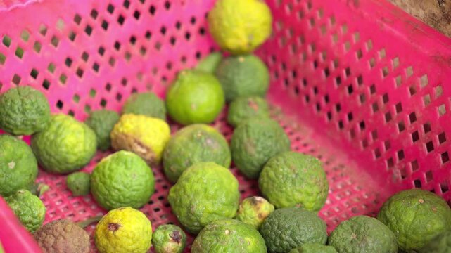 Fresh Kaffir Limes for Sale at Traditional Market