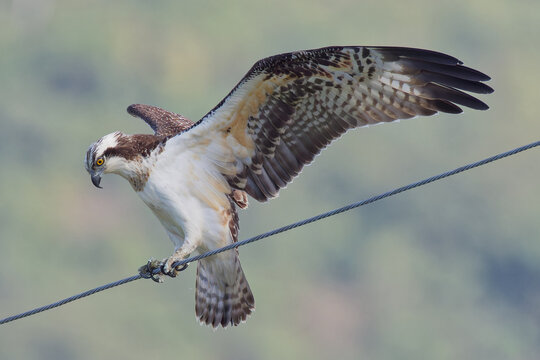 電線に留まろうとするミサゴ(Osprey)	