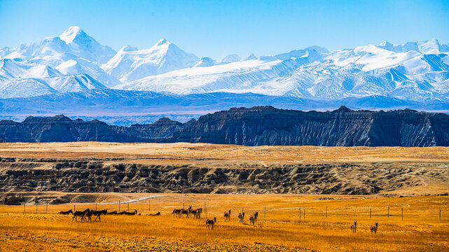 Solitude and Splendor: The Spectacular Zanda Earth Forest Framed by Mount Kamet