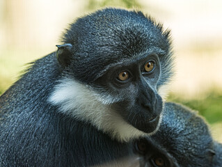 L'Hoest's monkey (Allochrocebus lhoesti) with distinctive white beard and dark fur, resting in the dense montane forests of Central Africa, realistic wildlife portrait © Ludovic