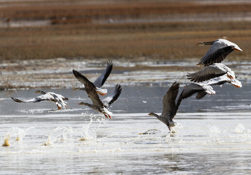 Spirits of the Plateau: Free-Roaming Wildlife in the Tibetan Wilderness