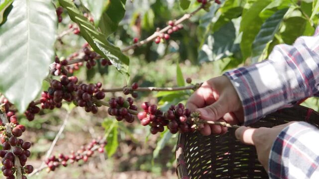 Farmer Hands Picking Ripe Red Coffee Cherries Into Woven Basket At Organic Plantation In Chiang Rai