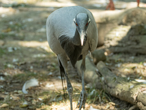 Demoiselle crane (Anthropoides virgo) with elegant grey plumage and distinctive black neck feathers, standing in grassland
