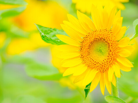黄色い花のクローズアップ。開花したばかりの瑞々しい舌状花と管状花。ヒマワリ畑。夏から秋の公園や花壇を彩るヒマワリのある風景。自然風景素材。