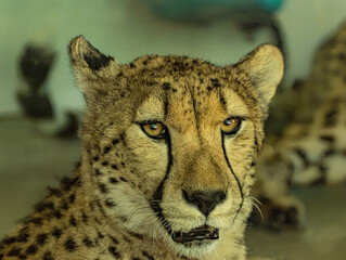 Cheetah Face Portrait with Intense Gaze © Ludovic