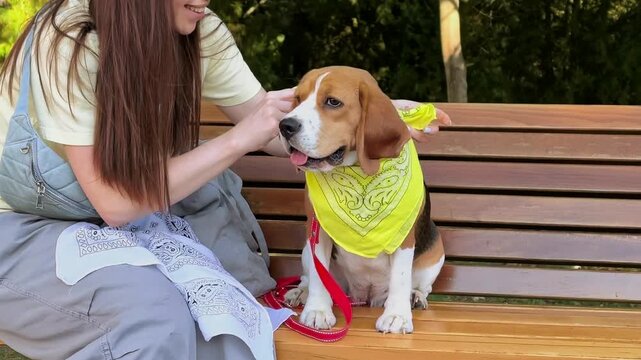Female pet owner ties a yellow bandana around a beagle dog's neck outdoors, pet fashion, canine care, playful companionship, animal lifestyle.