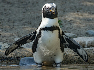Fototapeta premium African penguin (Spheniscus demersus), also known as the Cape penguin, standing on a rocky coastline in its natural habitat. This endangered seabird is recognized by its distinctive black and white