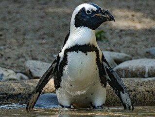 Obraz premium African penguin (Spheniscus demersus), also known as the Cape penguin, standing on a rocky coastline in its natural habitat. This endangered seabird is recognized by its distinctive black and white