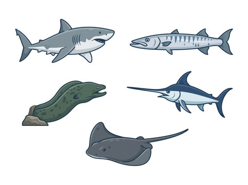 A collection of hand drawn marine animals including a shark barracuda eel swordfish and stingray.