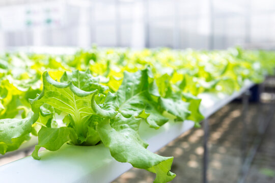 Organic lettuce farming in green house, healthy food, hydroponic system, agriculture technology