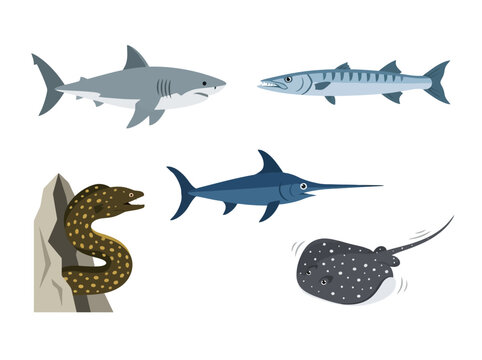 Collection of various marine sea creatures and ocean fish species.