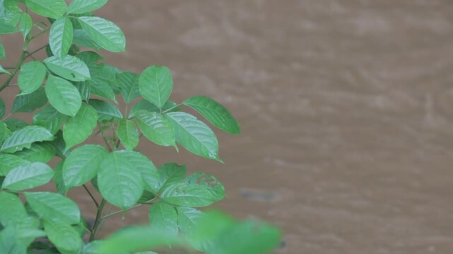 Close up of wet green leaves in the rain with a blurry muddy forest river flowing in the background. Natural rain texture with copy space.