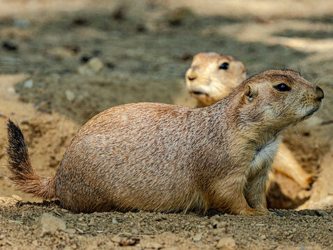Black-tailed prairie dog (Cynomys ludovicianus) standing near its burrow in its natural grassland habitat. This social North American rodent is known for its alert posture, underground colonies