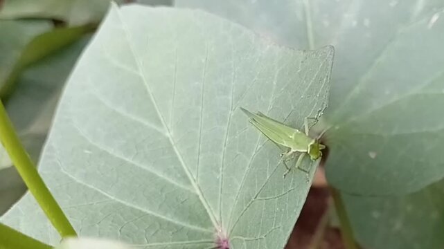 Close Up Macro Of Green Grasshopper Eating Sweet Potato Leaf Showing Crop Herbivory Damage In Farm Field