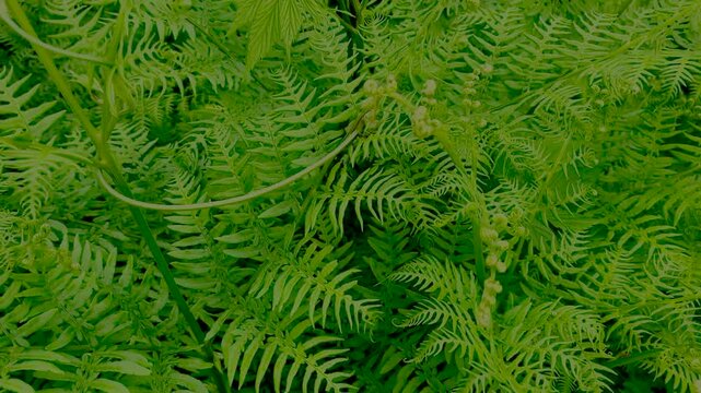 Moving into a dense thicket of fresh, bright green young fern leaves in a summer forest. Natural background, beautiful texture.