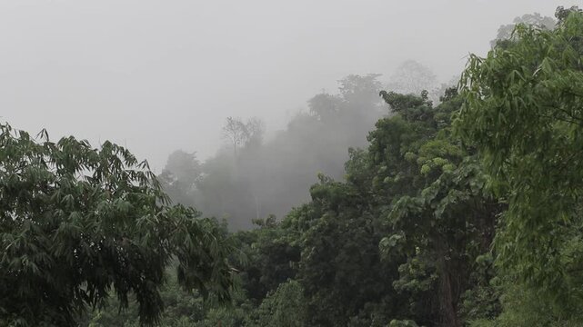 White mist and fog drifting low over a dense tropical forest during rain. Moody and atmospheric rainy season landscape with copy space.