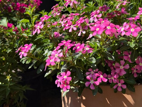 Catharanthus roseus Vinca Madagascar periwinkle pink flowers