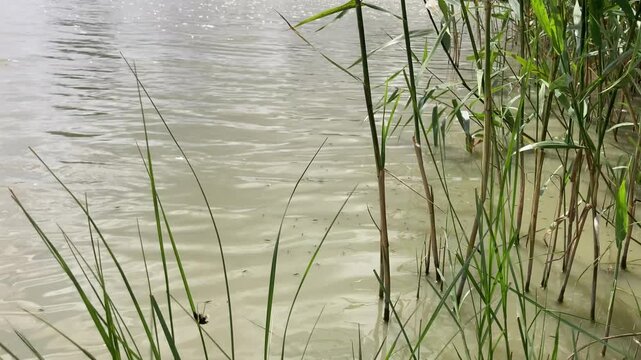 Water Striders Moving Among Reeds on a Windy Day

