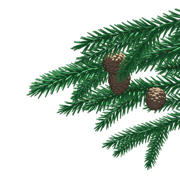 Pine branch with cones