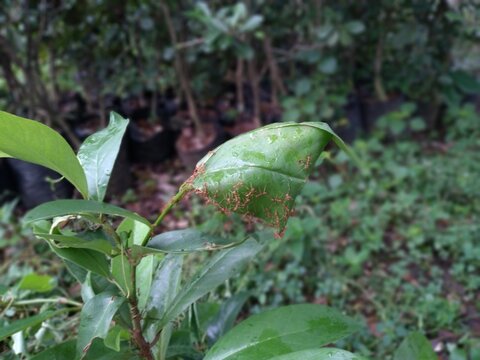 Red weaver ants (Oecophylla smaragdina) build nests with green leaves in nature. Teamwork of red ants or rangrang ants. The concept of teamwork