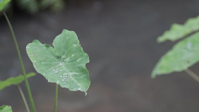Close up of clear raindrops on a green elephant ear leaf during rain. Fresh tropical plant nature texture with dark copy space.