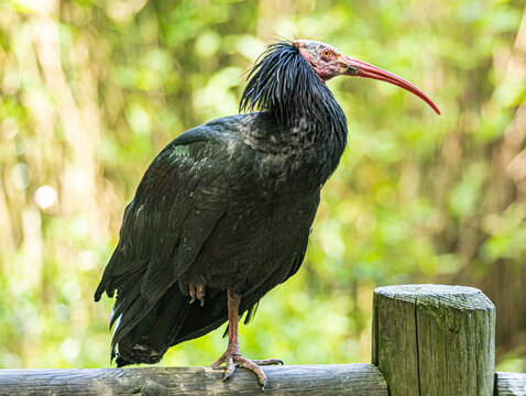 Northern bald ibis (Geronticus eremita) standing in its natural habitat, a rare and endangered bird with glossy black plumage, a featherless red head, and a long curved bill. 