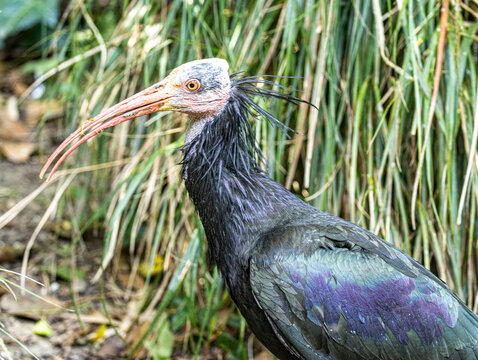 Northern bald ibis (Geronticus eremita) standing in its natural habitat, a rare and endangered bird with glossy black plumage, a featherless red head, and a long curved bill. 