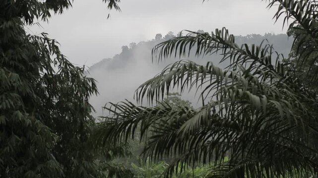 Looking through green palm fronds at misty mountains and fog drifting over tropical forest during rainfall. Moody rainy season landscape.