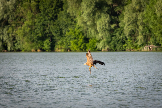 Raptor angles sharply toward the lake surface with one talon lowered and wings driving the moment captures decision making speed and the elegant mechanics of flight in open nature