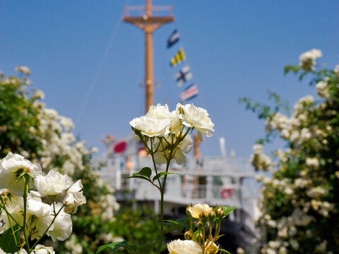 横浜の夏、花と船の詩