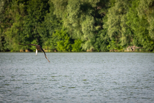 Hawk skims the surface of the lake holding a silver fish while forest greens glow beyond a crisp moment of predation and agile flight that celebrates wild freedom and survival instinct
