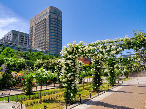 都市に咲く緑の楽園