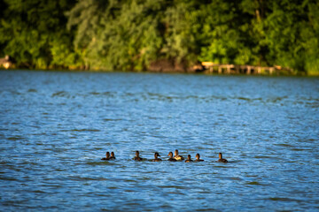 Small group of ducks bobs in open water near the far shore their heads aligned as they rest and drift a simple tranquil portrait of lake life in soft sun © Chornogirskyi