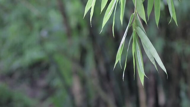 Close up of green bamboo leaves hanging on the right side with soft blurry forest backdrop. Peaceful nature texture with large copy space.