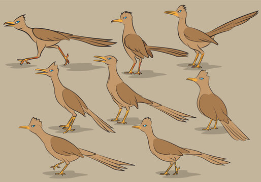 Cartoon Roadrunner Desert Bird Character Pattern Vector Set