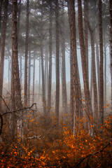 Fototapeta premium morning in the misty autumn forest 