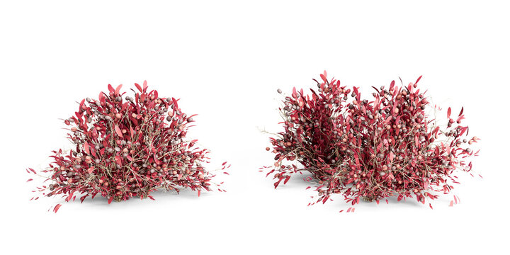 Two red bushes isolated on white background