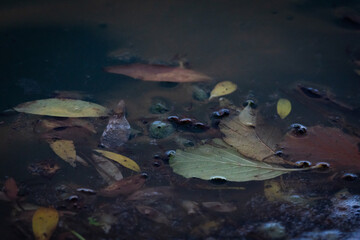Closeup of submerged autumn leaves floating in dark still water beside foamy edges. Bubbles and drifting fragments form a moody mix that hints at change and the slow passage of seasons © Chornogirskyi
