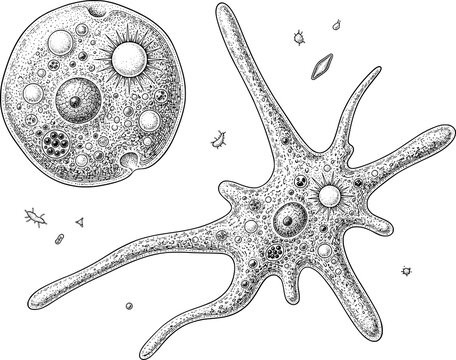 Microscopic Amoeba Cell, Hand Drawn Black and White Scientific Engraving Illustration
