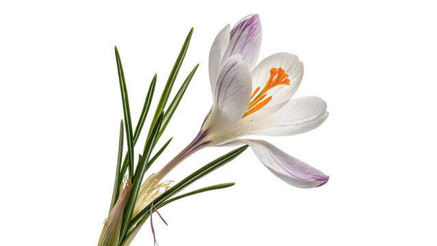 Beautiful single fresh purple crocus flower black background isolated on transparent background